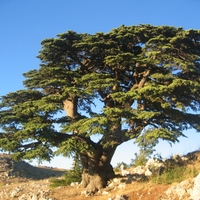 Cèdre du Liban