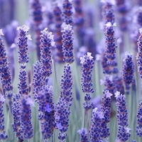 Lavande